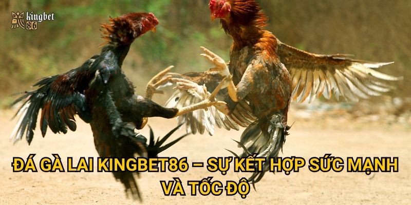 Đá gà lai Kingbet86 – Sự kết hợp sức mạnh và tốc độ