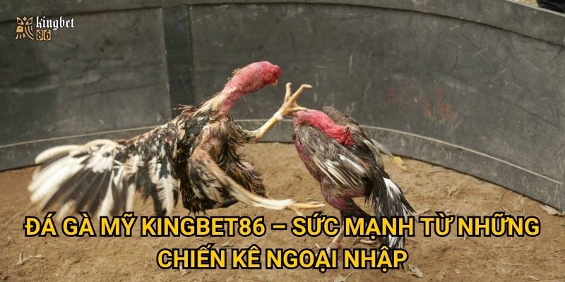 Đá gà Mỹ Kingbet86 – Sức mạnh từ những chiến kê ngoại nhập