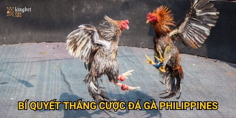 Bí quyết thắng cược đá gà Philippines