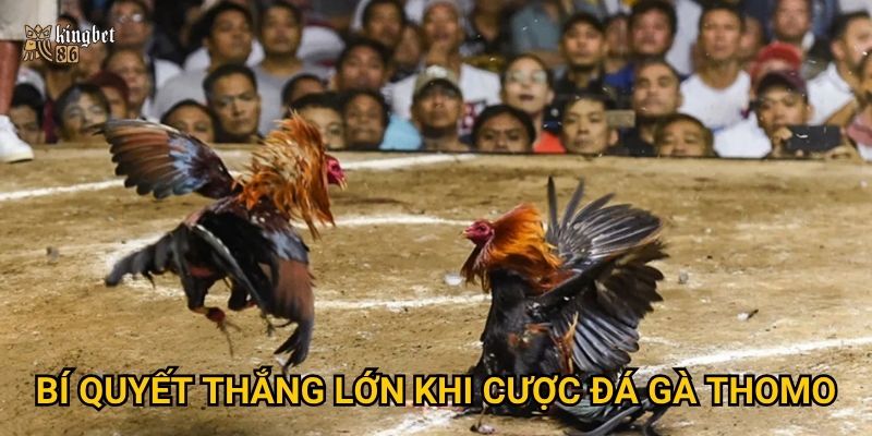 Bí quyết thắng lớn khi cược đá gà Thomo
